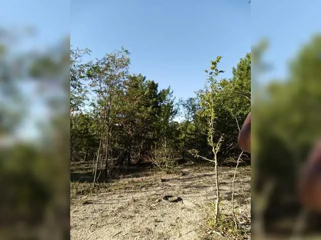 BELBIG free chat on liveonude Image 10