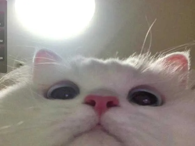 PinkFoxya free chat on liveonude Image 15