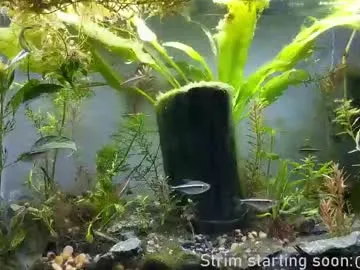 Wild-Angel777 free chat on liveonude Image 17