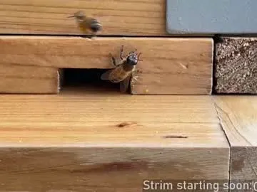 Wild-Angel777 free chat on liveonude Image 18