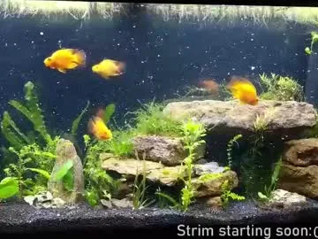 Wild-Angel777 free chat on liveonude Image 19