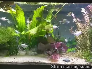 Wild-Angel777 free chat on liveonude Image 2