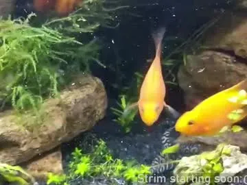 Wild-Angel777 free chat on liveonude Image 6