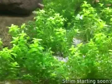 Wild-Angel777 free chat on liveonude Image 8