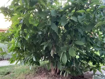 xunybany free chat on liveonude Image 13